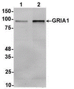 Gria1 Antibody