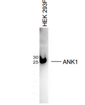 ANK1 Antibody