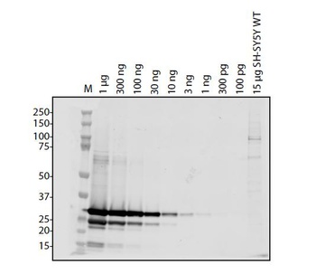 ORF6 Antibody