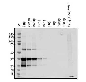 ORF8 Antibody