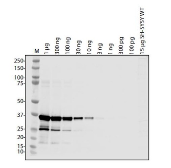 SARS-CoV-2 (COVID-19) ORF9A Antibody