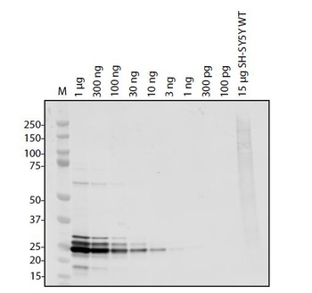 ORF10 Antibody