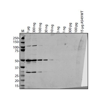 ORF7b Antibody