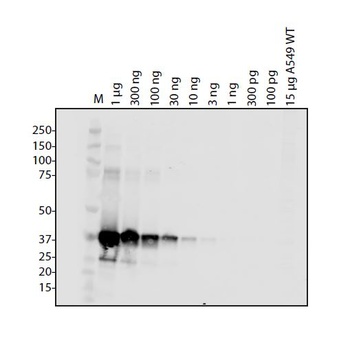SARS-CoV-2 (COVID-19) NSP9 Antibody