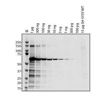 SARS-CoV-2 (COVID-19) ORF3B Antibody