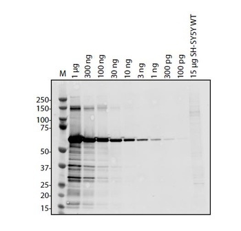 ORF3a Antibody