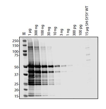 SARS-CoV-2 (COVID-19) ORF3A Antibody