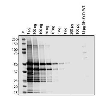 ORF3a Antibody