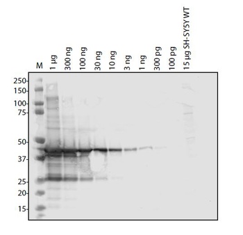 ORF3a Antibody