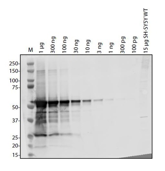 SARS-CoV-2 (COVID-19) NSP16 Antibody