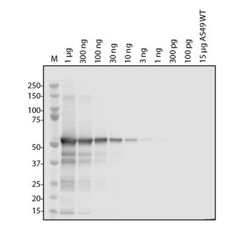 SARS-CoV-2 (COVID-19) NSP5 Antibody
