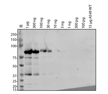 ORF1ab Antibody