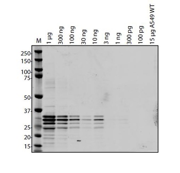 ORF7a Antibody