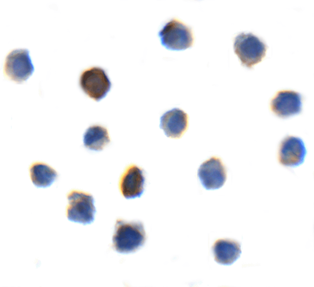 TIGIT Single Domain Antibody [2B5]