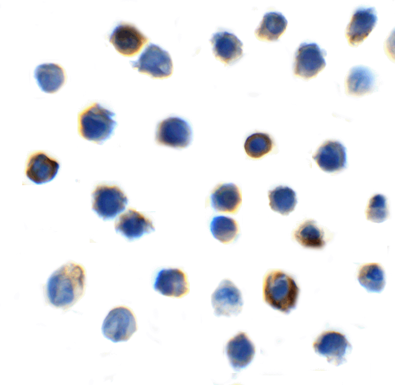 TIGIT Single Domain Antibody [2C6]