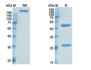 Recombinant-SARS-CoV-2 (COVID-19) RBD Neutralizing Antibody [S2H97]