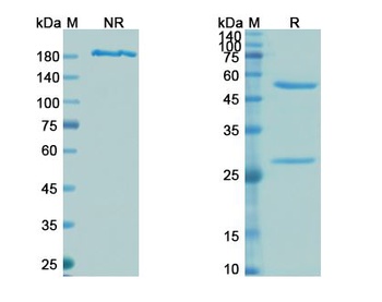 Recombinant-SARS-CoV-2 (COVID-19) RBD Neutralizing Antibody [S2E12]