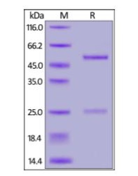 SARS-CoV-2 Spike RBD Neutralizing Antibody, monoclonal