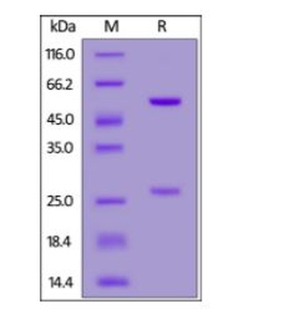 SARS-CoV-2 RBD Potent Neutralizing Antibody, monoclonal, Chimeric