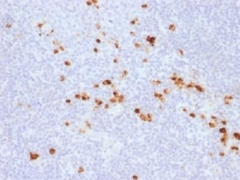IGHG1 Antibody
