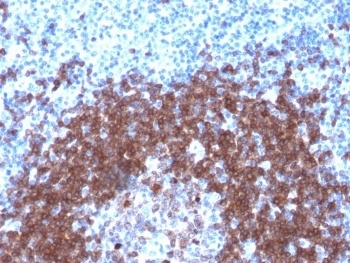 CD79A Antibody