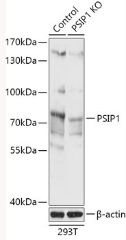 PSIP1 Antibody