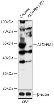 ALDH9A1 Antibody