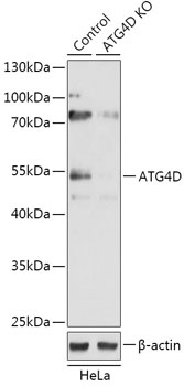 ATG4D Antibody, KO Validated