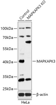 MAPKAPK3 Antibody