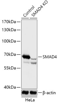 SMAD4 Antibody