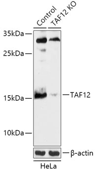 TAF12 Antibody