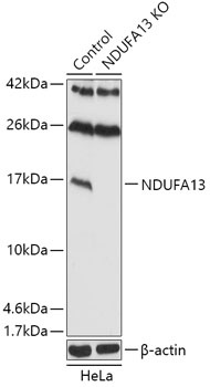 NDUFA13 Antibody