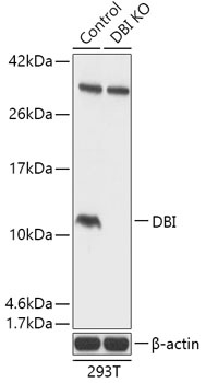 DBI Antibody