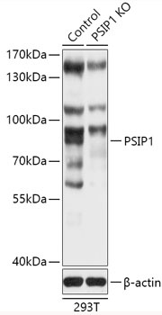 PSIP1 Antibody