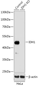 IDH1 Antibody