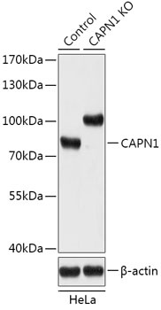 CAPN1 Antibody