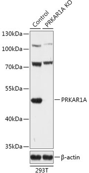 PRKAR1A Antibody