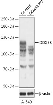 DDX58 Antibody, KO Validated