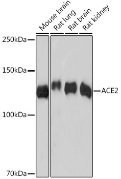 ACE2 Antibody, Monoclonal