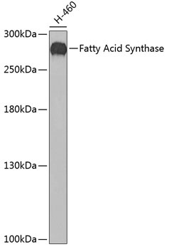 Fatty Acid Synthase Antibody, KO Validated