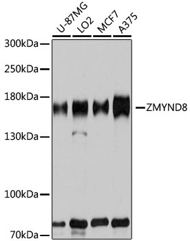 ZMYND8 Antibody, KO Validated