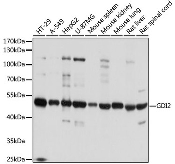 GDI2 Antibody, KO Validated