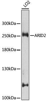 ARID2 Antibody, KO Validated