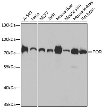 POR Antibody