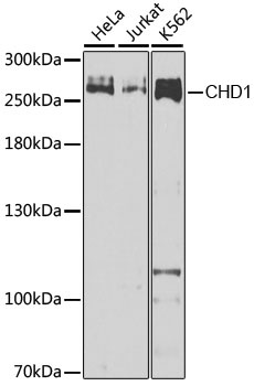 CHD1 Antibody