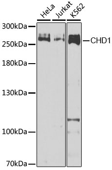 CHD1 Antibody, KO Validated
