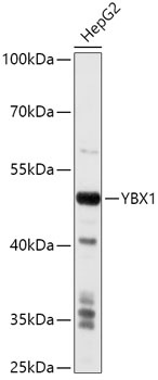 YBX1 Antibody, KO Validated
