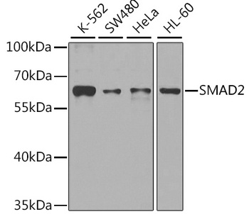 SMAD2 Antibody, KO Validated
