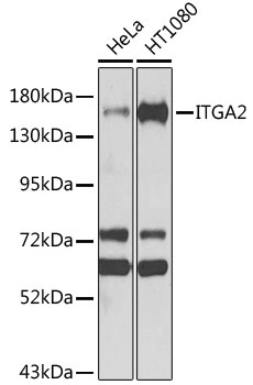 ITGA2 Antibody, KO Validated