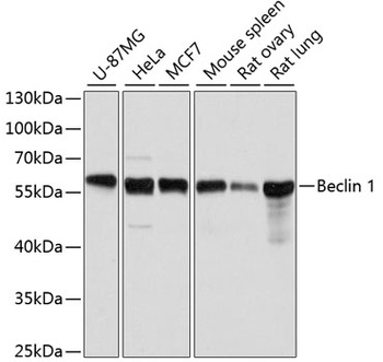 Beclin 1 Antibody, KO Validated